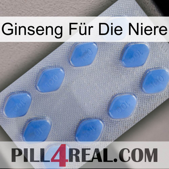 Ginseng Für Die Niere 21